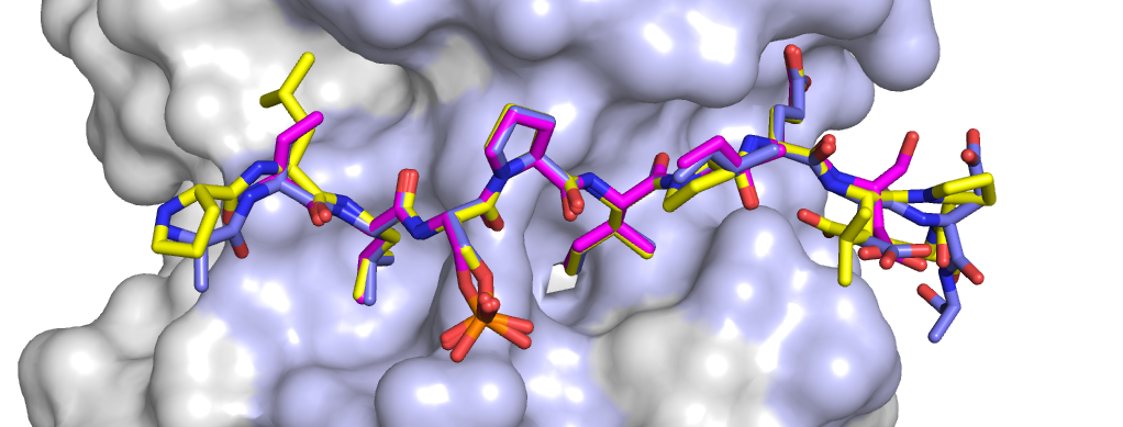 Colorful rendering of proteins binding with PP2A
