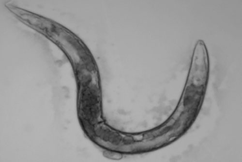 C. elegans worm