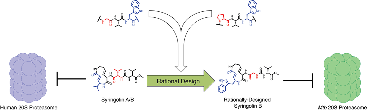 Diagram of how the compound works