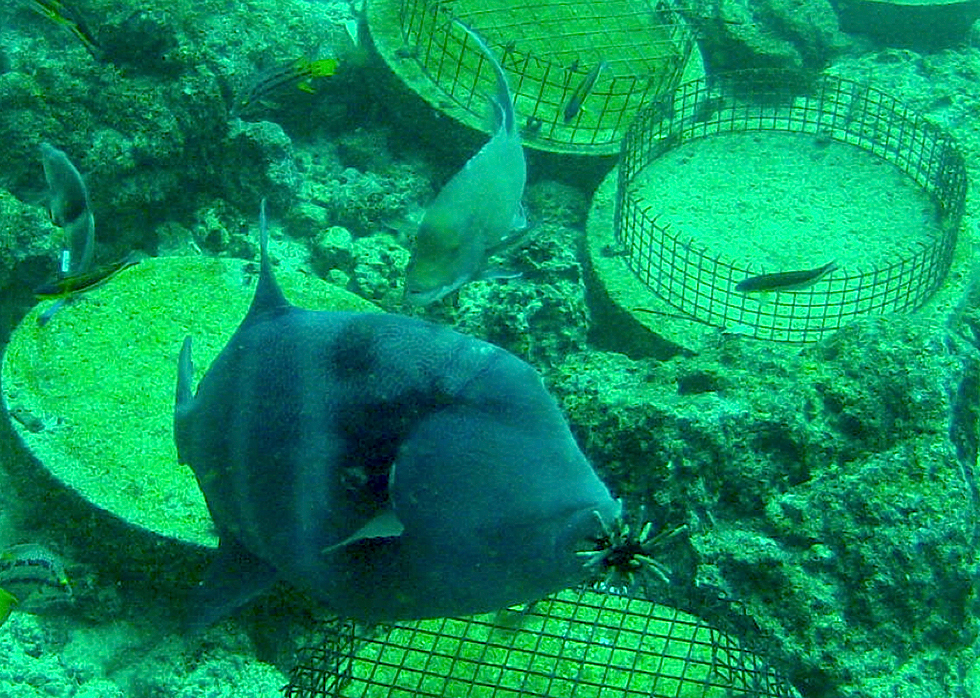 Trigger eating urchin with Hogfish