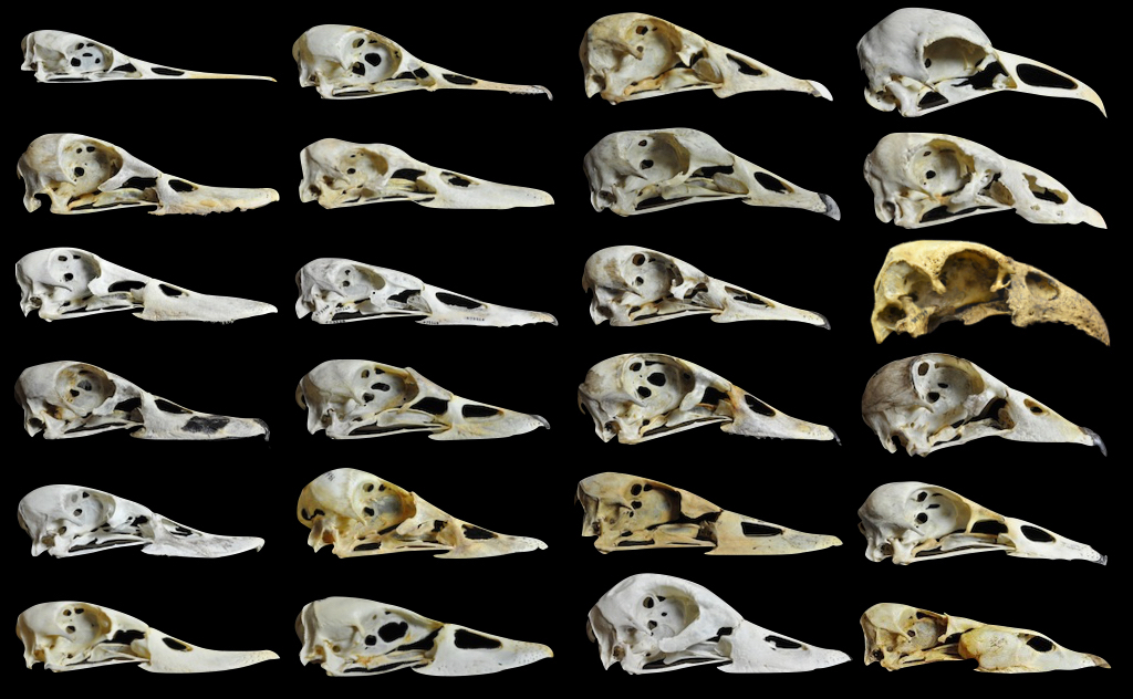 Waterfowl skulls