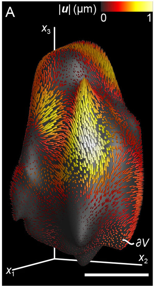 Cell deformation