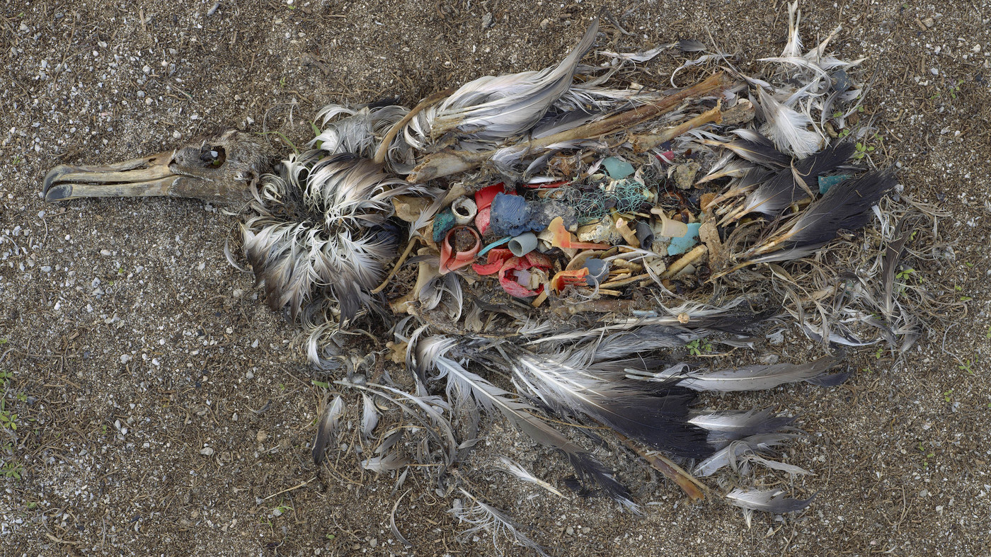 Albatross carcass with plastic pollution still inside its stomach