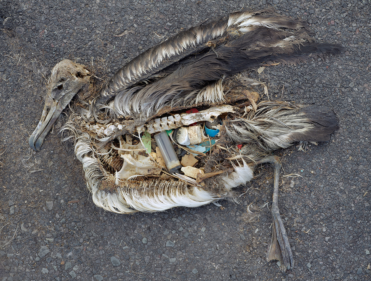 Different albatross carcass with plastic pollution still inside its stomach