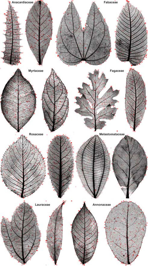 Leaf patterns