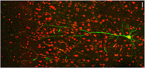 Neurons visualization