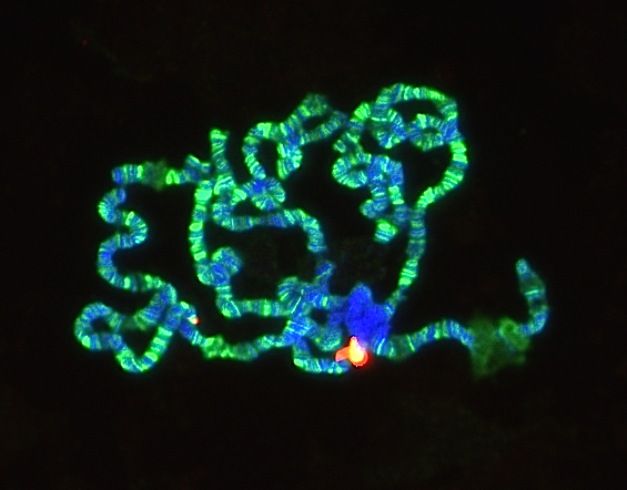 Image showing clamp on fly chromosomes