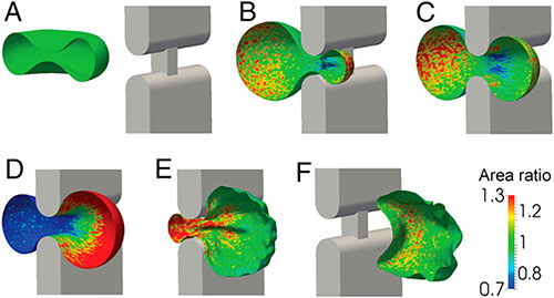 Computer models showing how red blood cells move through slits in the spleen. 