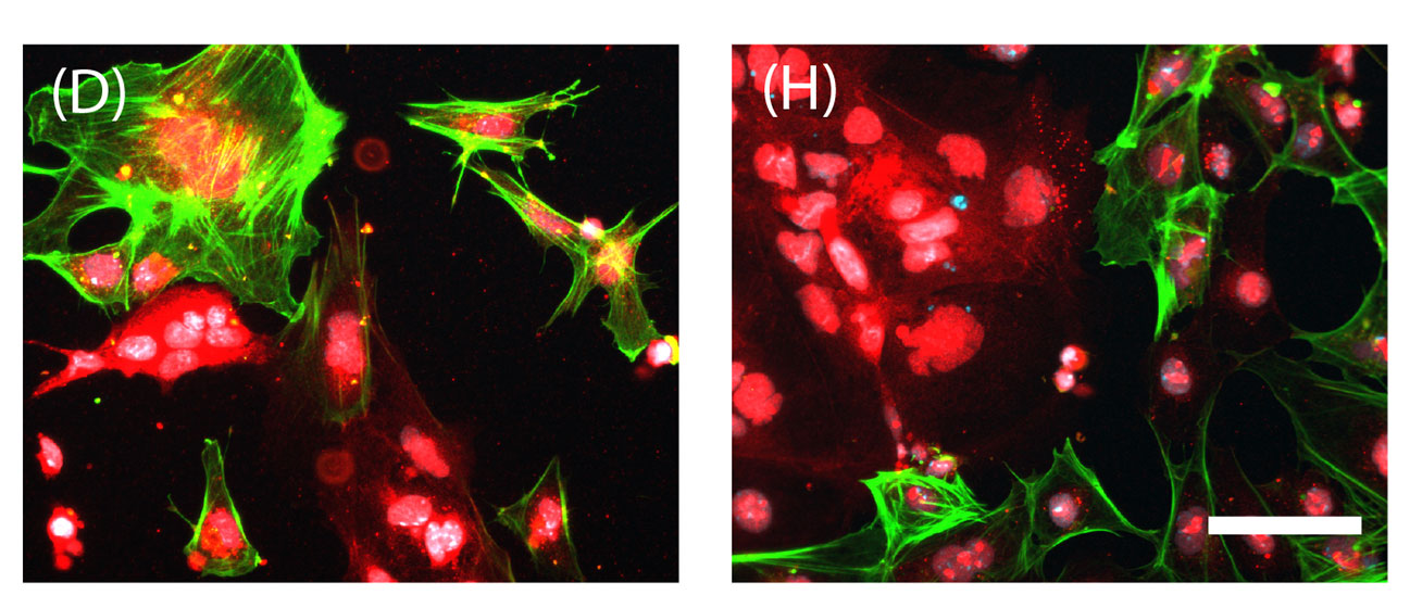 Stem cells