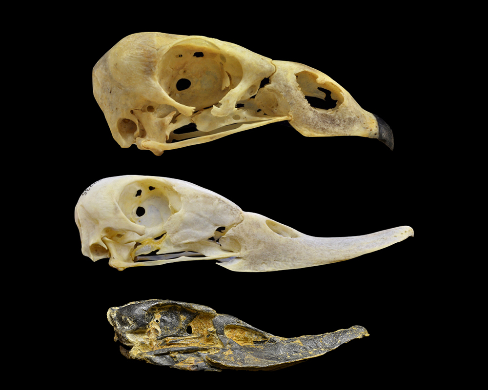 Goose skull, duck skull, and fossil