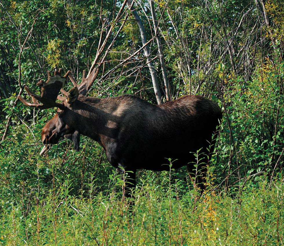 Moose