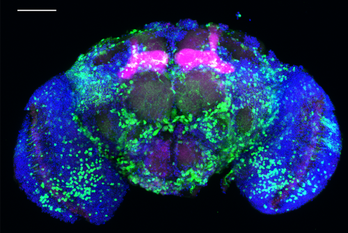 Fruit fly brain scan