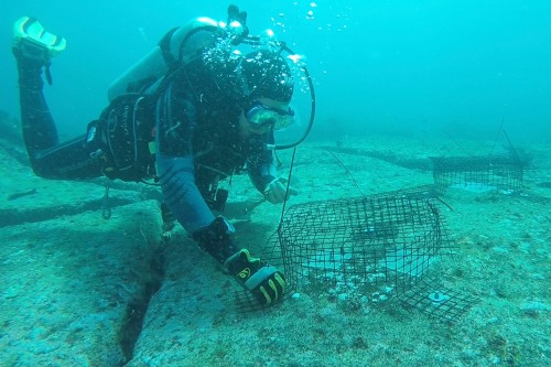 Robbie Lamb scuba diving underwater, caging off an area of algae
