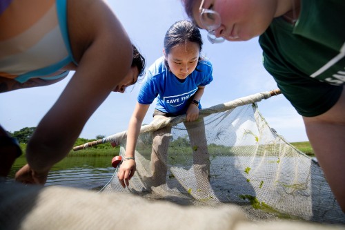 An image of Sophia Wu and colleagues using a net to gather sea creatures.