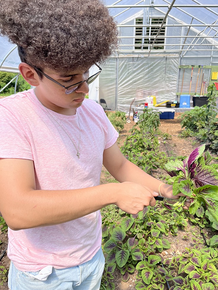 Michael-ochoa-harvesting-vegetables