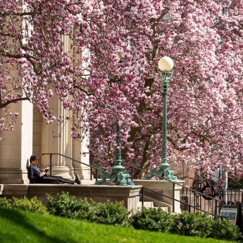 Cherry blossoms