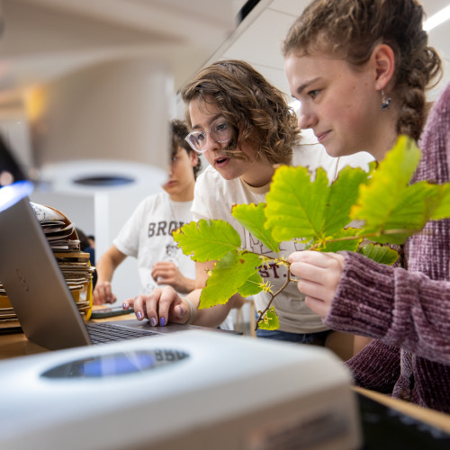 Students studying leaves
