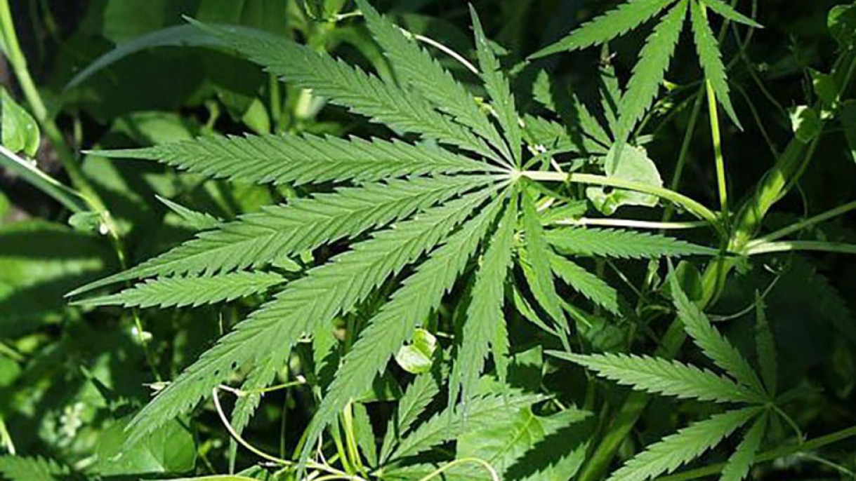 Drug curbs marijuana use, but with tough side effects | Brown University