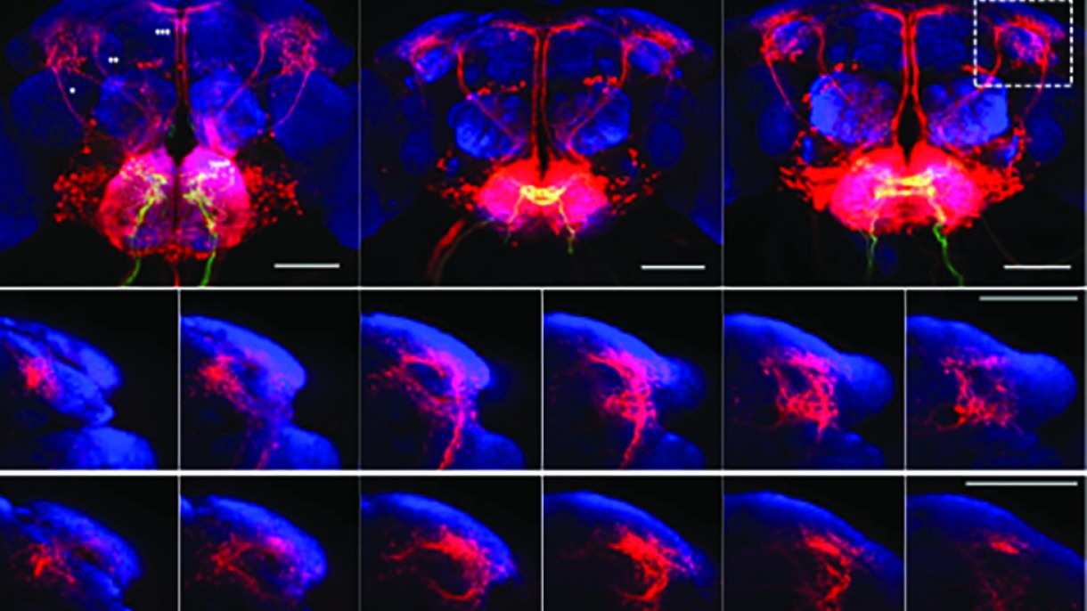 Using new technique, researchers make surprising discoveries about how ...