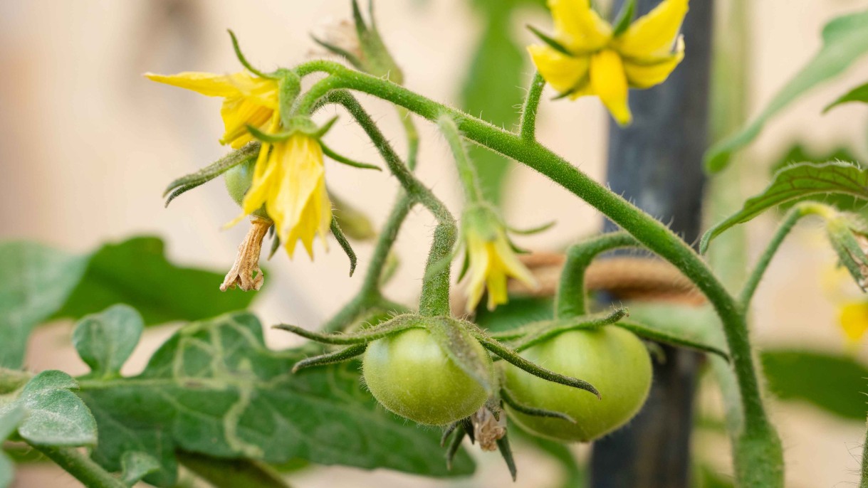 Heartier Heinz? How scientists are learning to help tomatoes beat