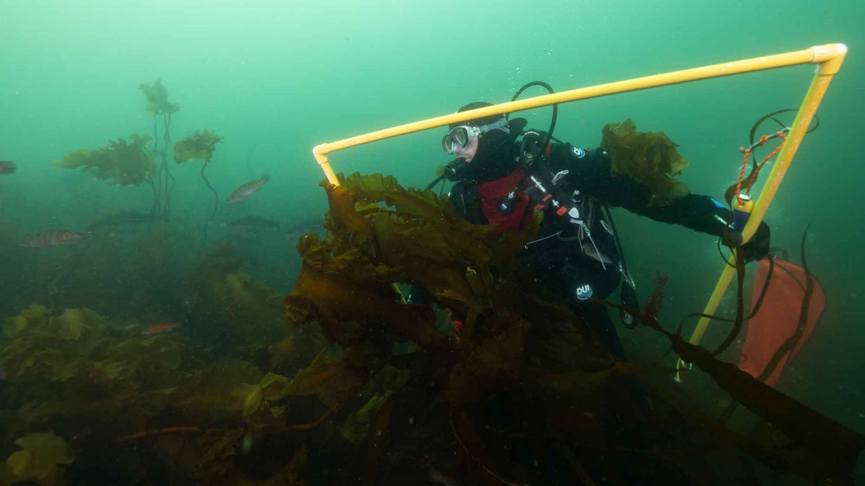 brown-biologist-leads-dive-uncovers-kelp-forest-changes-mirage-news
