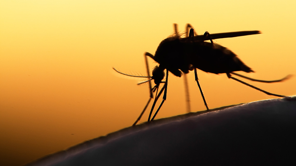 Photo: Brown University Malaria parasite mutations in Uganda threaten front-line drug effectiveness