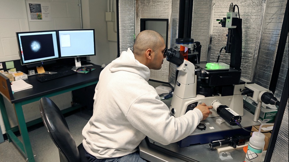 Robert Gutierrez using microscope in lab