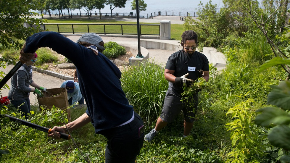 Obasi Osborne removing weeds in India Point Park