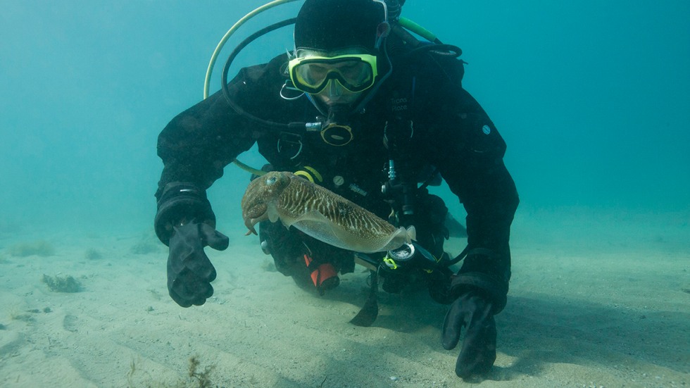 Justine Allen in diving gear with cuttlefish