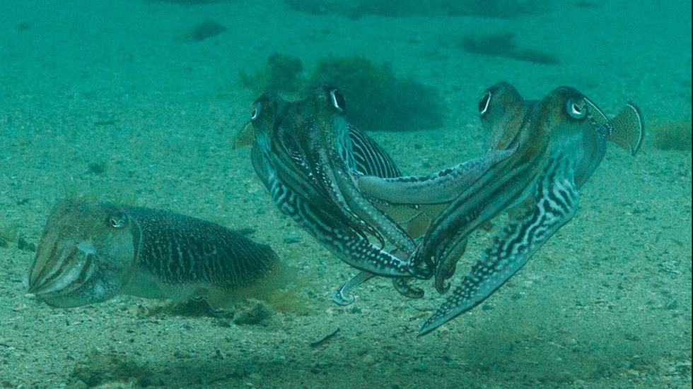 Two male and one female cuttlefish