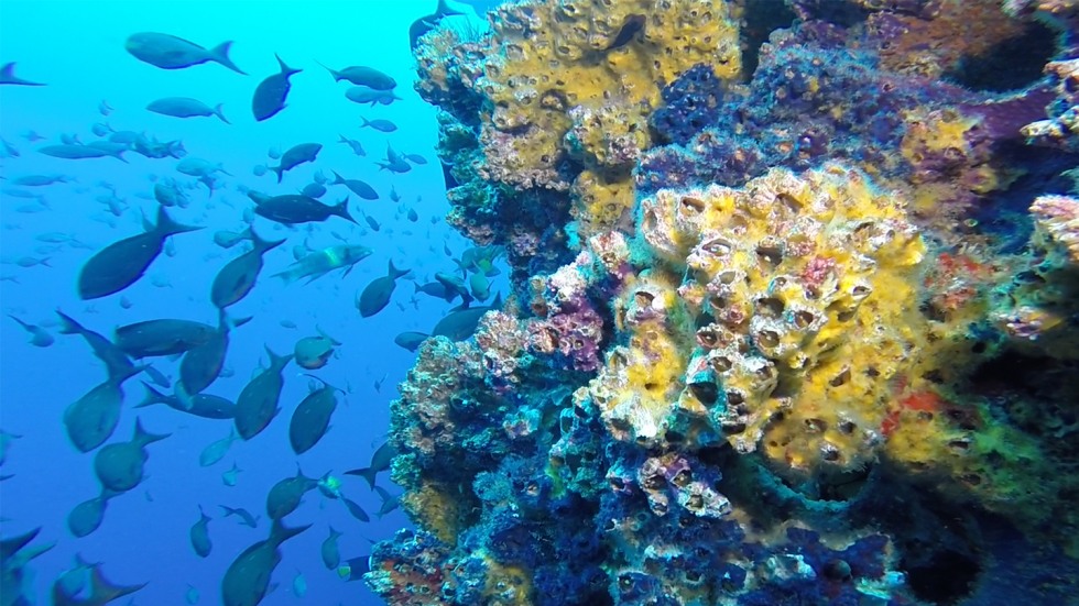 Coral reef with barnacles and a large school of fish