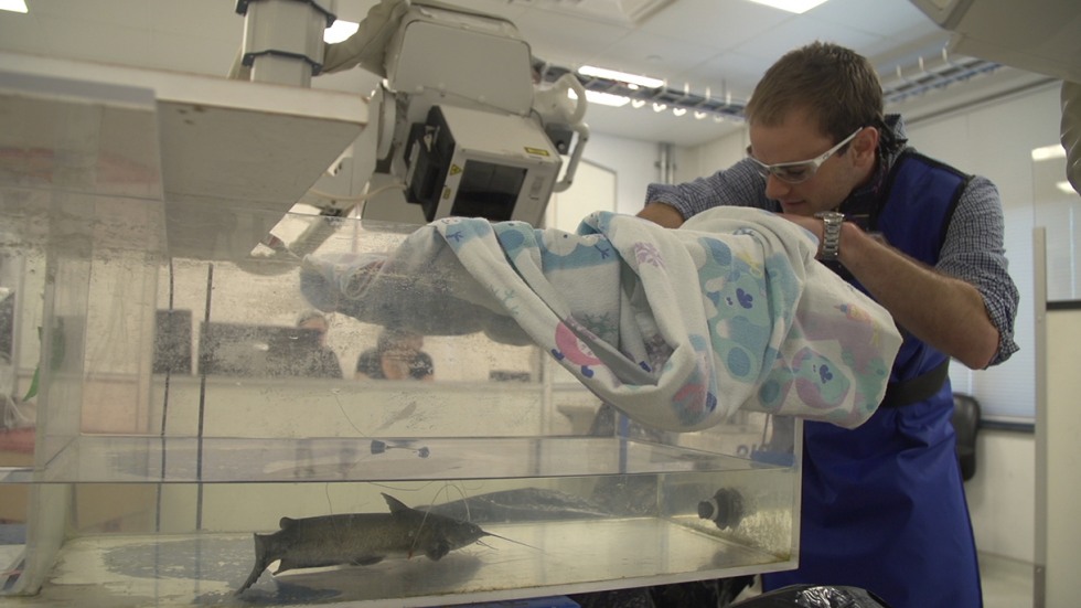 Aaron Olson with catfish in large tank