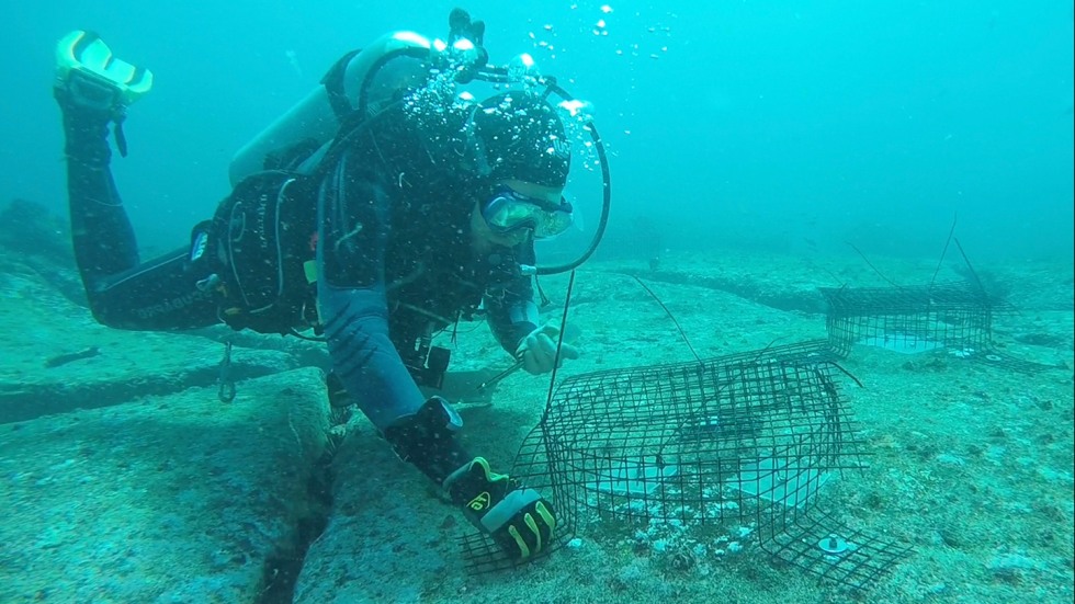 Robbie Lamb scuba diving underwater, caging off an area of algae