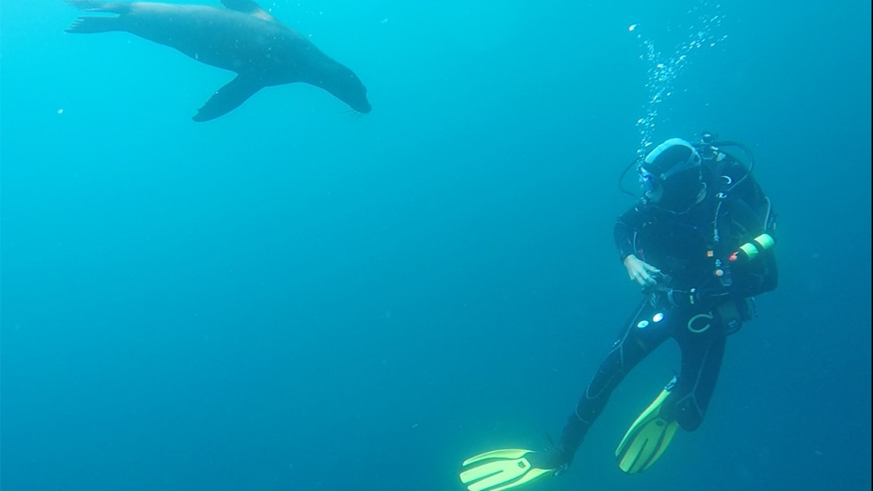 Diver Robbie Lamb underwater with sea lion