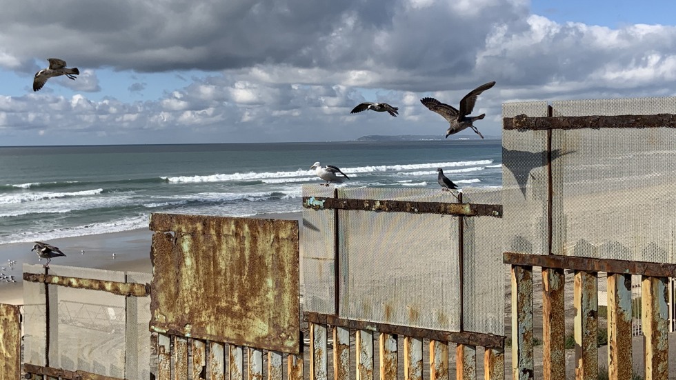 Birds at border wall