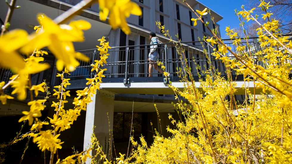 Student walking into the Rockefeller Library surrounded by forsythia