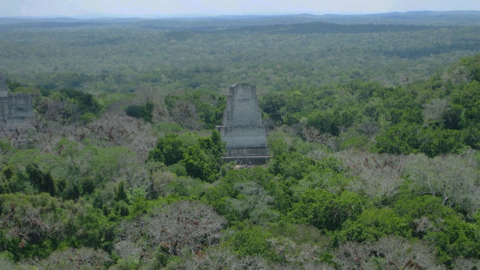 Aerial view of a stone temple at Tikal protruding from a thick canopy of trees