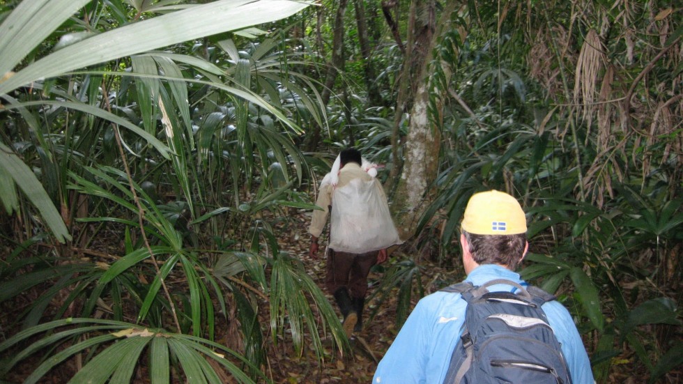 two men walking through a dense tropical jungle wearing hard hats