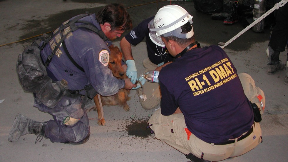 RI-DMAT treating search and rescue dogs