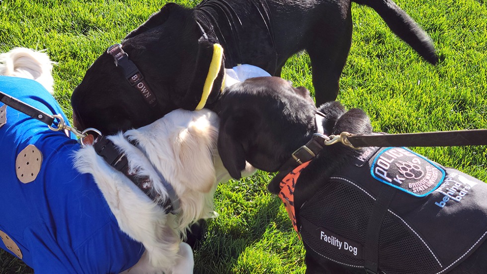 Three dogs greet each other