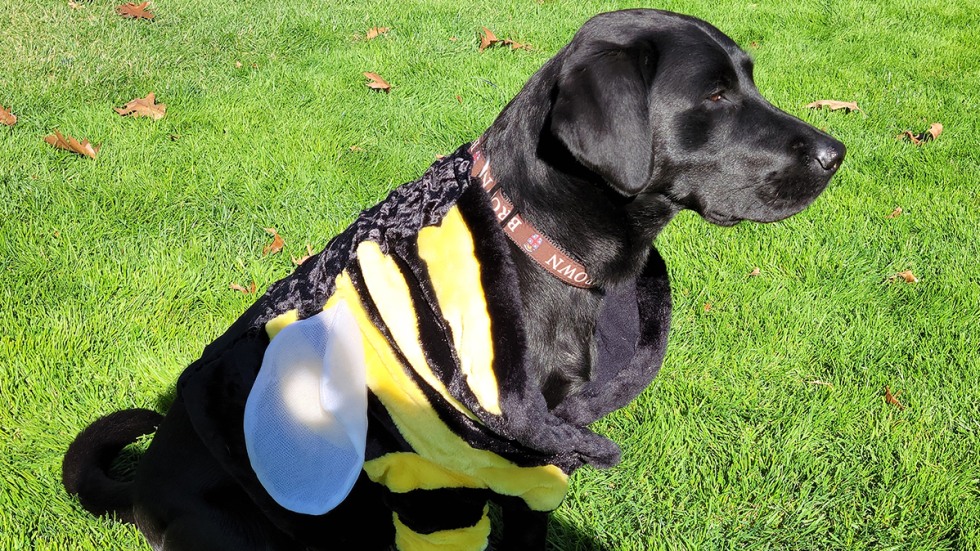 Elvy in a black-and-yellow bee costume