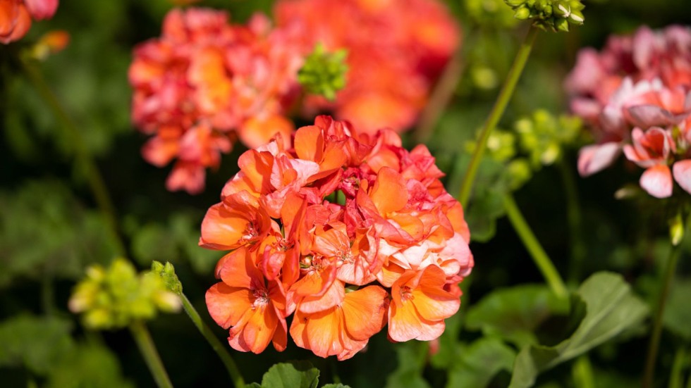 close-up photo of geraniums