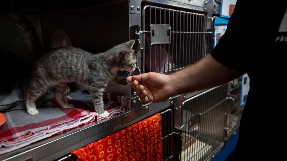 A hand nuzzles a kitten