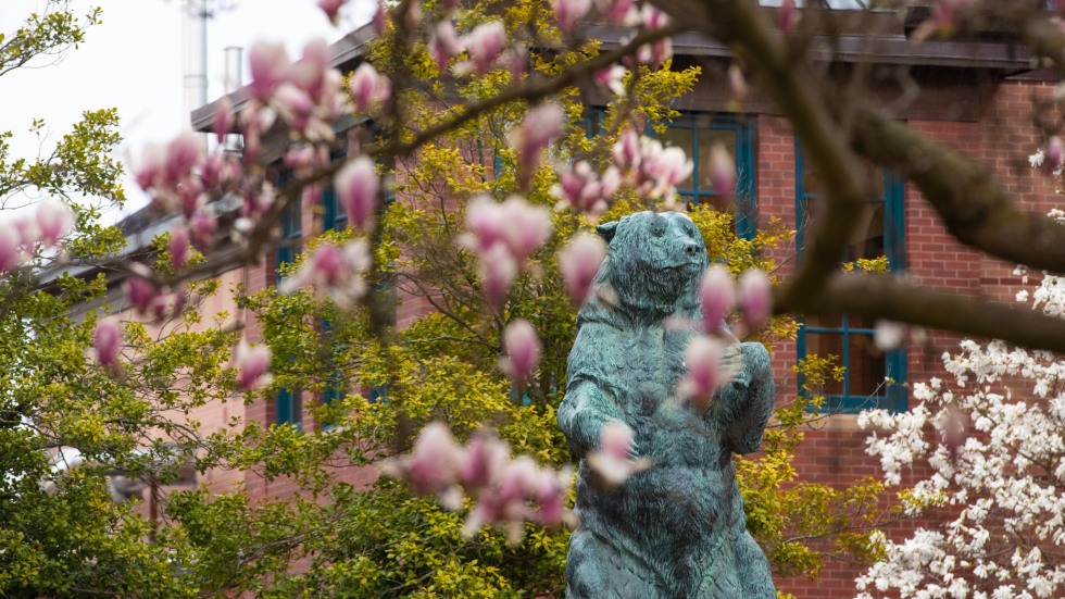 "Bronze Bruno" in spring