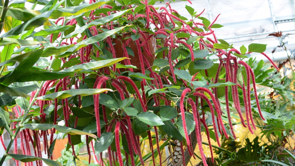 Acalypha Hispida full shot of it.