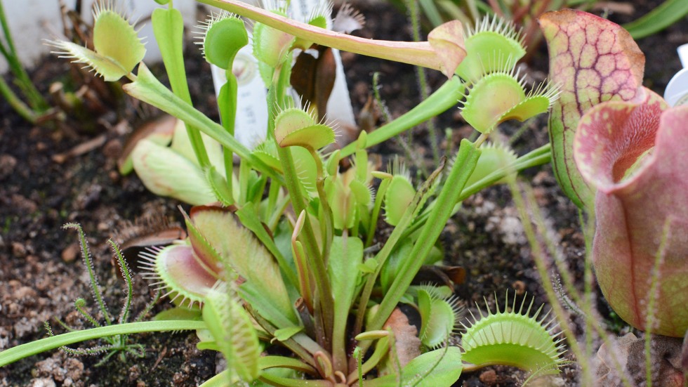 Venus fly trap