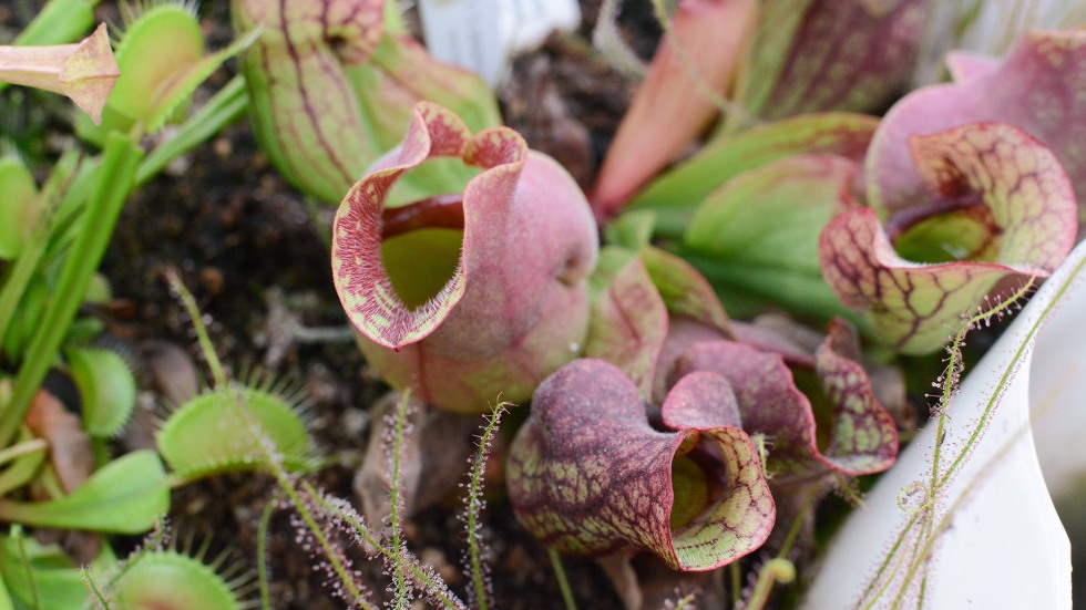 pitcher plants 