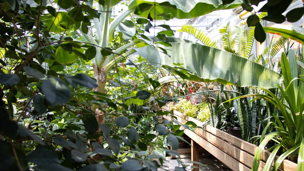 pathway in conservatory