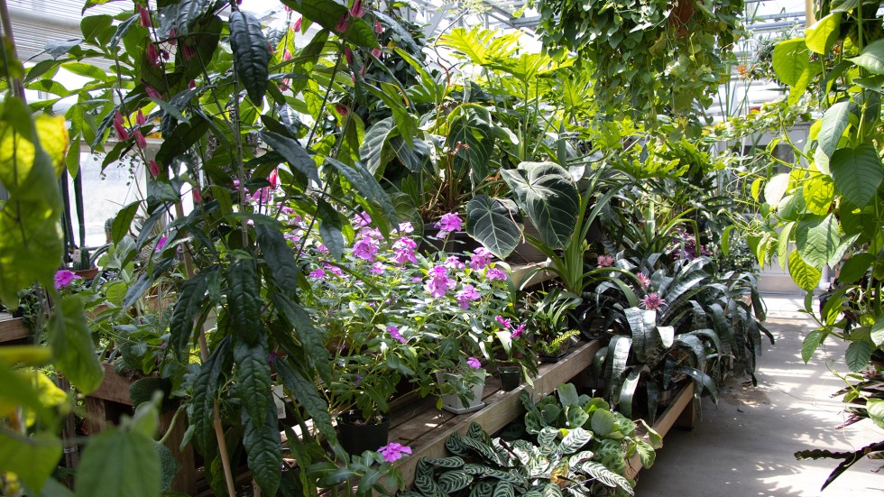 path in conservatory