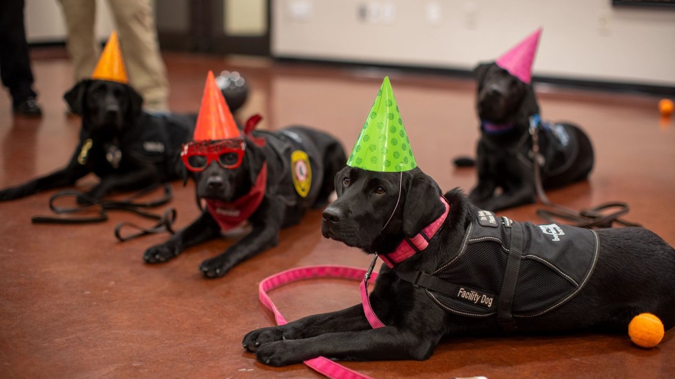 Four dogs in party hats